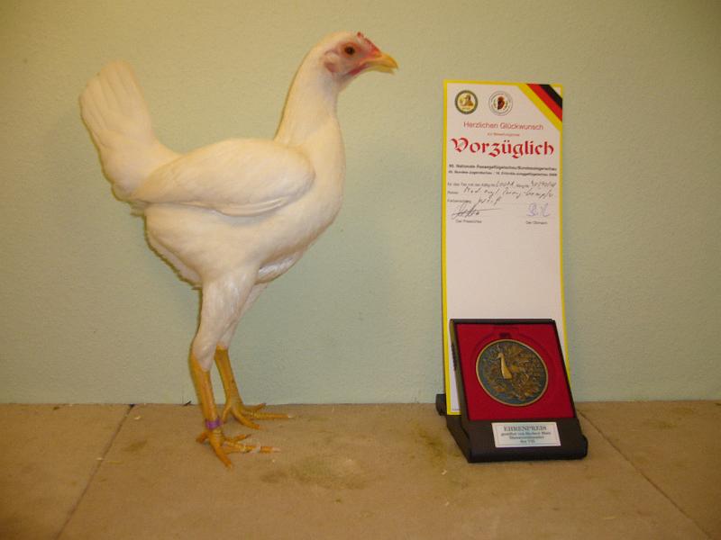 Erfurt Nationale 2008 524.jpg - Moderne englische Zwergkämpfer weiss von Lorena Nestler Preis V97 EPG